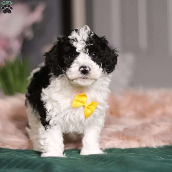 Carson, Miniature Poodle Puppy